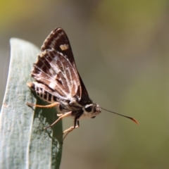 Hesperilla picta at Moruya, NSW - suppressed