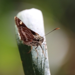 Hesperilla picta at Moruya, NSW - suppressed