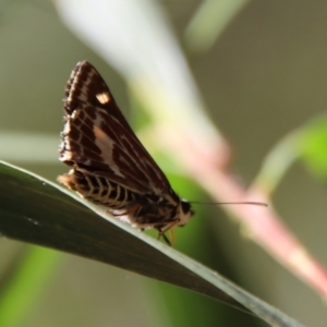 Hesperilla picta at Moruya, NSW - suppressed