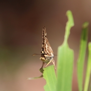 Hesperilla picta at Moruya, NSW - suppressed