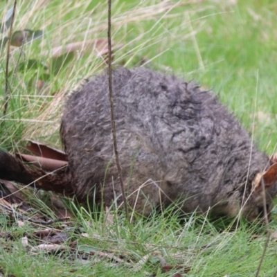 Trichosurus vulpecula (Common Brushtail Possum) at Forde, ACT - 8 Oct 2022 by HappyWanderer