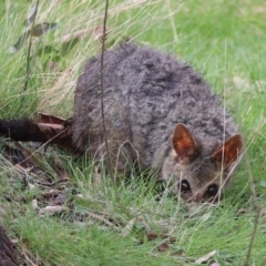 Trichosurus vulpecula at Forde, ACT - 9 Oct 2022 09:16 AM