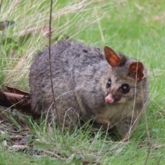 Trichosurus vulpecula at Forde, ACT - 9 Oct 2022 09:16 AM