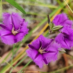 Thysanotus tuberosus at Molonglo Valley, ACT - 13 Dec 2022 04:57 PM