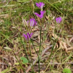 Thysanotus tuberosus at Molonglo Valley, ACT - 13 Dec 2022 04:57 PM