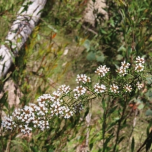 Ozothamnus thyrsoideus at Cotter River, ACT - 11 Dec 2022