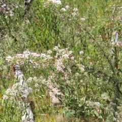 Ozothamnus thyrsoideus at Cotter River, ACT - 11 Dec 2022