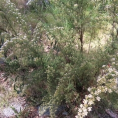 Ozothamnus thyrsoideus at Cotter River, ACT - 11 Dec 2022