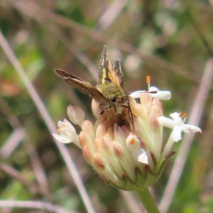 Taractrocera papyria at Cotter River, ACT - 11 Dec 2022 11:59 AM