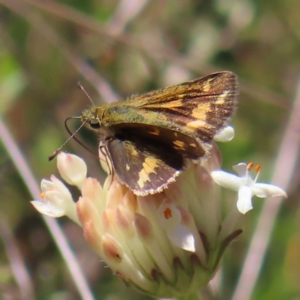 Taractrocera papyria at Cotter River, ACT - 11 Dec 2022 11:59 AM