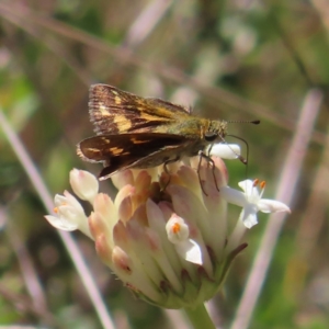 Taractrocera papyria at Cotter River, ACT - 11 Dec 2022