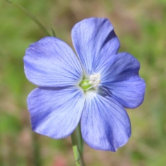 Linum marginale (Native Flax) at Cotter River, ACT - 11 Dec 2022 by MatthewFrawley