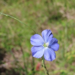 Linum marginale at Cotter River, ACT - 11 Dec 2022