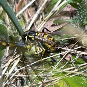 Vespula germanica at Higgins, ACT - 13 Dec 2022