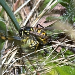 Vespula germanica (European wasp) at Higgins, ACT - 13 Dec 2022 by Untidy