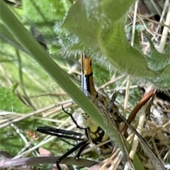 Vespula germanica at Higgins, ACT - 13 Dec 2022 03:27 PM