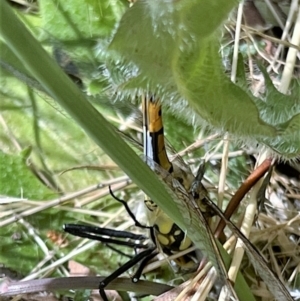 Vespula germanica at Higgins, ACT - 13 Dec 2022