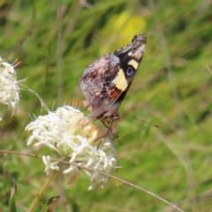 Vanessa itea (Yellow Admiral) at Namadgi National Park - 11 Dec 2022 by MatthewFrawley