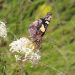 Vanessa itea at Cotter River, ACT - 11 Dec 2022