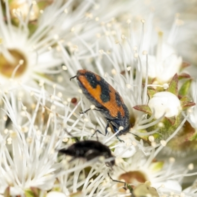 Castiarina hilaris (A jewel beetle) at Penrose - 10 Dec 2022 by Aussiegall