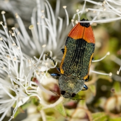 Castiarina kerremansi (A jewel beetle) at Penrose, NSW - 13 Dec 2022 by Aussiegall