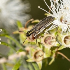 Eleale sp. (genus) (Clerid beetle) at Penrose, NSW - 13 Dec 2022 by Aussiegall