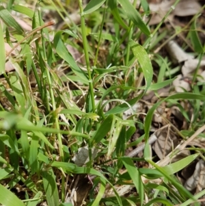 Echinopogon ovatus at Calwell, ACT - 13 Dec 2022