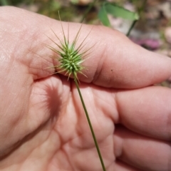 Echinopogon ovatus at Calwell, ACT - 13 Dec 2022