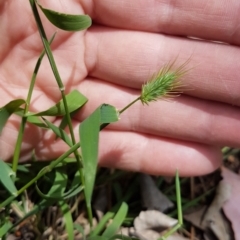 Echinopogon ovatus at Calwell, ACT - 13 Dec 2022 11:00 AM