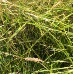 Amphibromus nervosus (Common Swamp Wallaby-grass) at Hall, ACT - 13 Dec 2022 by strigo