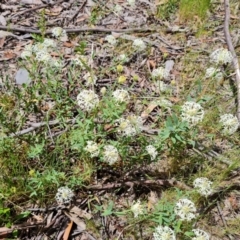 Pimelea treyvaudii (Grey Riceflower) at Tidbinbilla Nature Reserve - 13 Dec 2022 by Mike