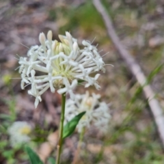 Pimelea treyvaudii at Paddys River, ACT - 13 Dec 2022 11:27 AM