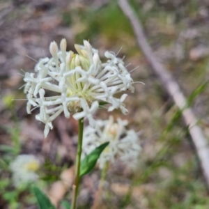 Pimelea treyvaudii at Paddys River, ACT - 13 Dec 2022 11:27 AM