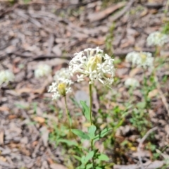 Pimelea treyvaudii at Paddys River, ACT - 13 Dec 2022 11:27 AM