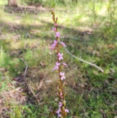 Stylidium sp. (Trigger Plant) at Tidbinbilla Nature Reserve - 12 Dec 2022 by Mike