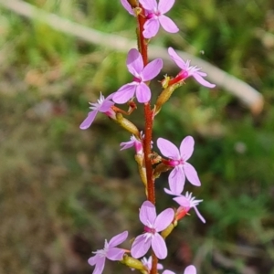 Stylidium sp. at Paddys River, ACT - 13 Dec 2022