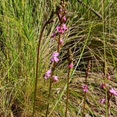 Stylidium sp. at Paddys River, ACT - 13 Dec 2022