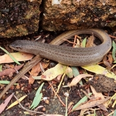 Saproscincus mustelinus (Weasel Skink) at Isaacs, ACT - 13 Dec 2022 by Mike
