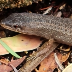 Saproscincus mustelinus at Isaacs, ACT - 13 Dec 2022