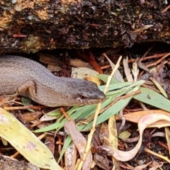 Saproscincus mustelinus at Isaacs, ACT - 13 Dec 2022 02:39 PM