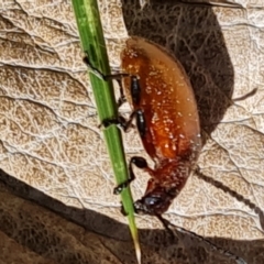 Ecnolagria grandis (Honeybrown beetle) at Tidbinbilla Nature Reserve - 13 Dec 2022 by Mike
