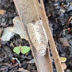 Uraba lugens (Gumleaf Skeletonizer) at Paddys River, ACT - 12 Dec 2022 by Mike