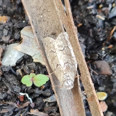 Uraba lugens (Gumleaf Skeletonizer) at Paddys River, ACT - 13 Dec 2022 by Mike