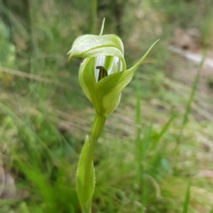 Pterostylis monticola at Mount Clear, ACT - 13 Dec 2022