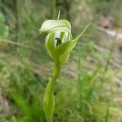 Pterostylis monticola (Large Mountain Greenhood) at Mount Clear, ACT - 13 Dec 2022 by BethanyDunne