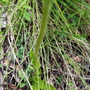 Pterostylis monticola at Mount Clear, ACT - 13 Dec 2022