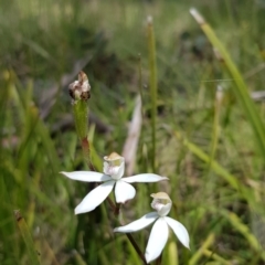Caladenia moschata (Musky Caps) at Mount Clear, ACT - 13 Dec 2022 by BethanyDunne