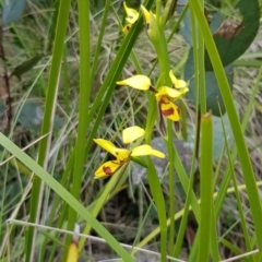 Diuris sulphurea (Tiger Orchid) at Mount Clear, ACT - 13 Dec 2022 by BethanyDunne