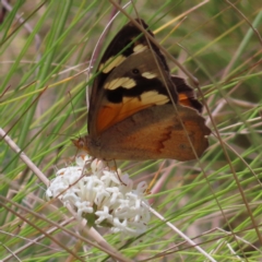 Heteronympha merope (Common Brown Butterfly) at Namadgi National Park - 11 Dec 2022 by MatthewFrawley