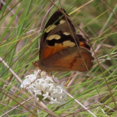 Heteronympha merope (Common Brown) at Cotter River, ACT - 11 Dec 2022 by MatthewFrawley